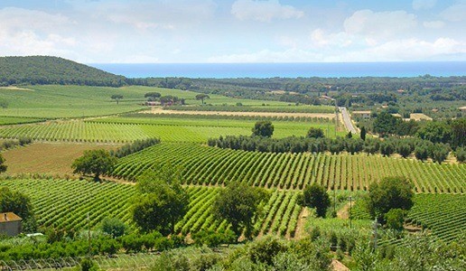 Strada del Vino di Bolgheri